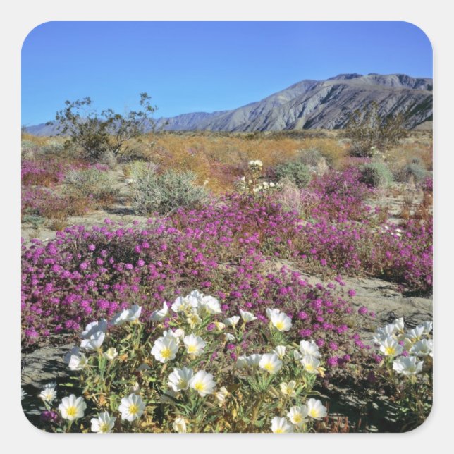 USA, California, Anza-Borrego DSP. Dune evening Square Sticker (Front)