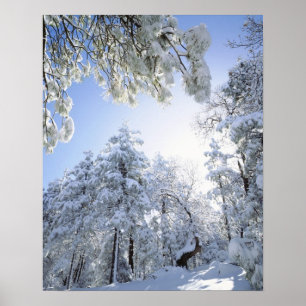 USA, California, Cleveland National Forest, Poster