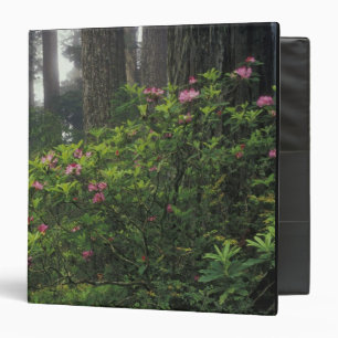 USA, California, Del Norte, Redwoods St. Park, Binder