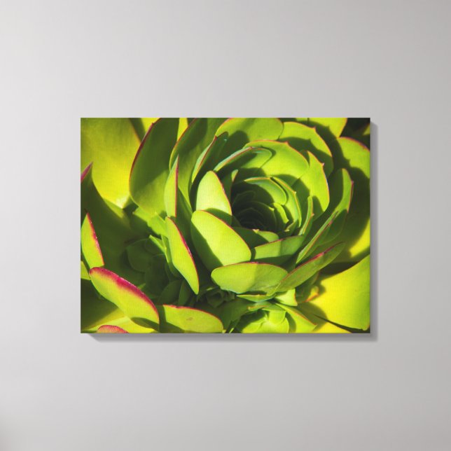 USA, California. Giant Lobelia Plant Close Up Canvas Print (Front)