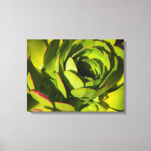 USA, California. Giant Lobelia Plant Close Up Canvas Print