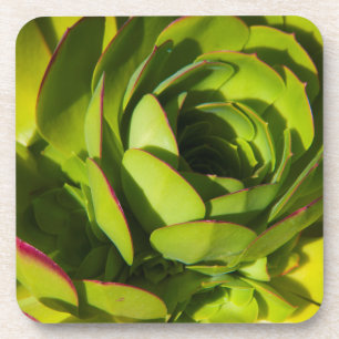 USA, California. Giant Lobelia Plant Close Up Coaster