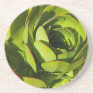 USA, California. Giant Lobelia Plant Close Up Coaster