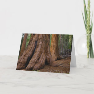 USA, California, Giant Sequoia tree Card
