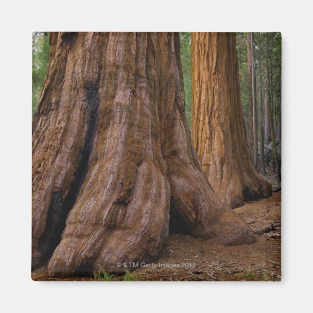 USA, California, Giant Sequoia tree Magnet (Front)