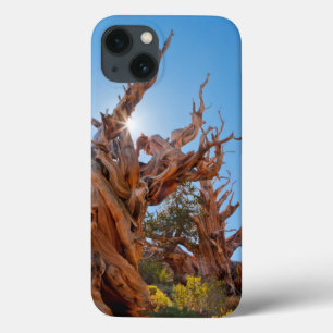 USA, California, Inyo National Forest 10 iPhone 13 Case