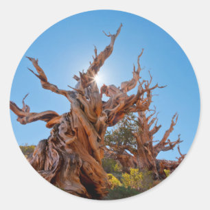 USA, California, Inyo National Forest 10 Classic Round Sticker