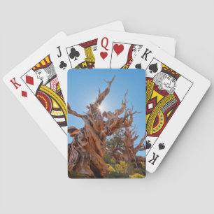 USA, California, Inyo National Forest 10 Playing Cards