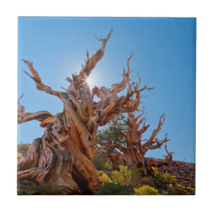 USA, California, Inyo National Forest 10 Tile