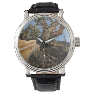 USA, California, Inyo National Forest 12 Watch