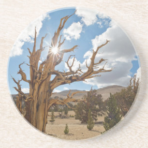 USA, California, Inyo National Forest 6 Coaster