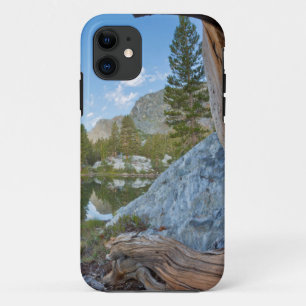 USA, California, Inyo National Forest. Old Pine iPhone 11 Case