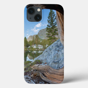USA, California, Inyo National Forest. Old Pine iPhone 13 Case