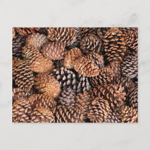 USA, California, Inyo National Forest Postcard