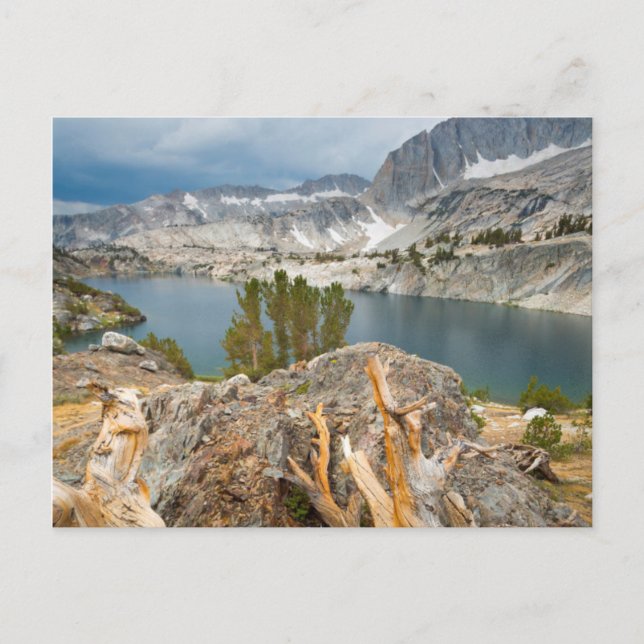 USA, California, Inyo National Forest. Postcard (Front)