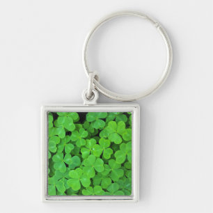 USA, California, Jedediah Smith Rewood SP. Keychain
