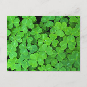 USA, California, Jedediah Smith Rewood SP. Postcard