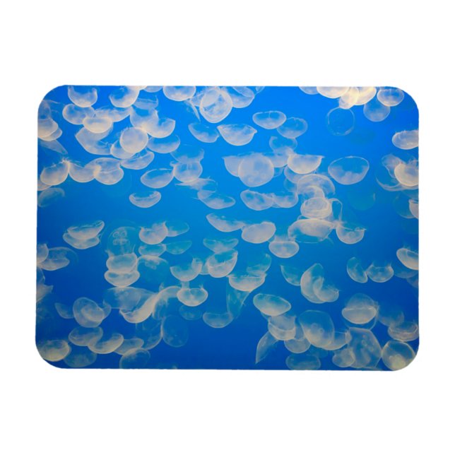 USA, California. Jellyfish In The Monterey Bay Magnet (Horizontal)