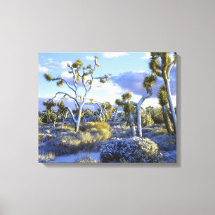 USA, California, Joshua Tree National Park. Canvas Print