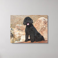 USA, California. Labradoodle Sitting