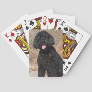 USA, California. Labradoodle Sitting Playing Cards
