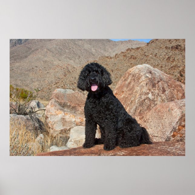 USA, California. Labradoodle Sitting Poster (Front)