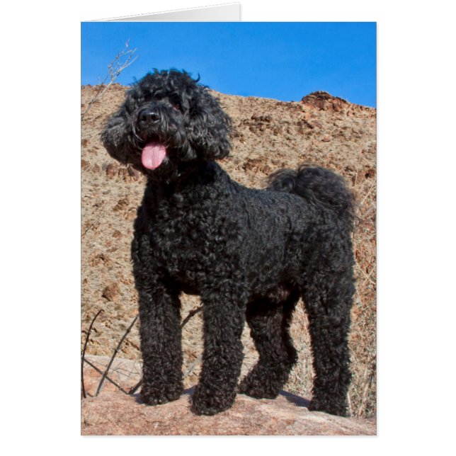 USA, California. Labradoodle Standing (Front)