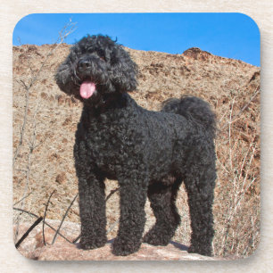 USA, California. Labradoodle Standing Coaster