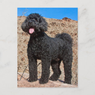 USA, California. Labradoodle Standing Postcard