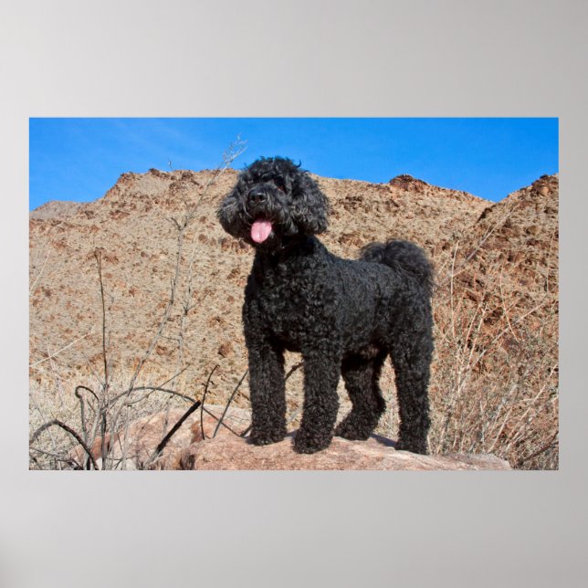 USA, California. Labradoodle Standing Poster (Front)
