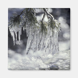 USA, California, Lake Tahoe. Icicles over Magnet