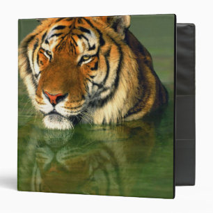 USA, California, Los Angeles County. Bengal Binder