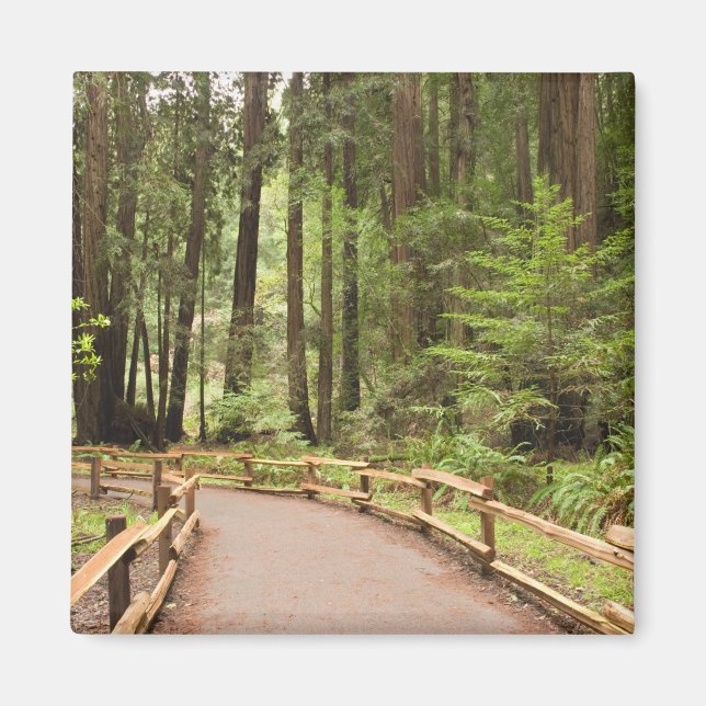 USA, California, Marin County, Muir Woods Magnet (Front)