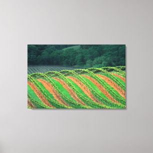 USA, California, Mendocino County, a trellised Canvas Print