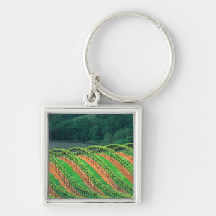 USA, California, Mendocino County, a trellised Keychain