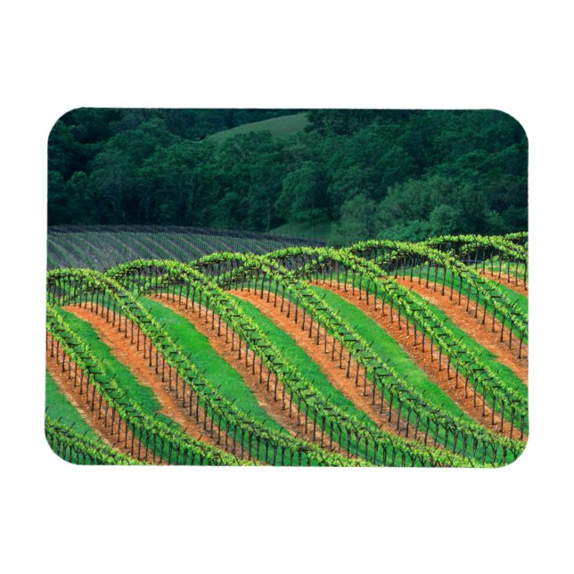 USA, California, Mendocino County, a trellised Magnet (Horizontal)