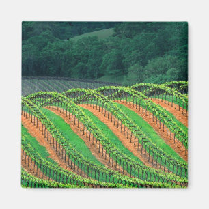 USA, California, Mendocino County, a trellised Magnet