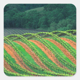 USA, California, Mendocino County, a trellised Square Sticker