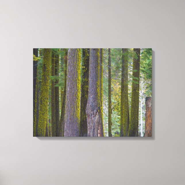 USA, California. Moss Covered Tree Trunks Canvas Print (Front)