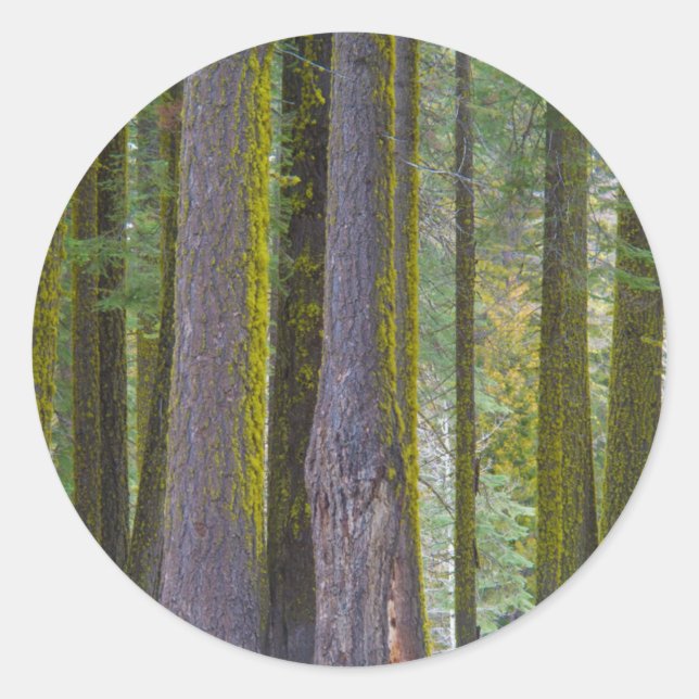 USA, California. Moss Covered Tree Trunks Classic Round Sticker (Front)