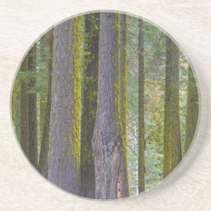 USA, California. Moss Covered Tree Trunks Coaster