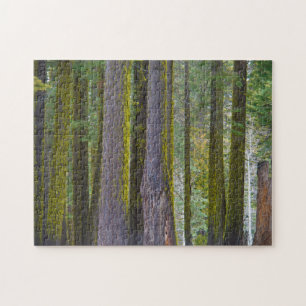 USA, California. Moss Covered Tree Trunks Jigsaw Puzzle
