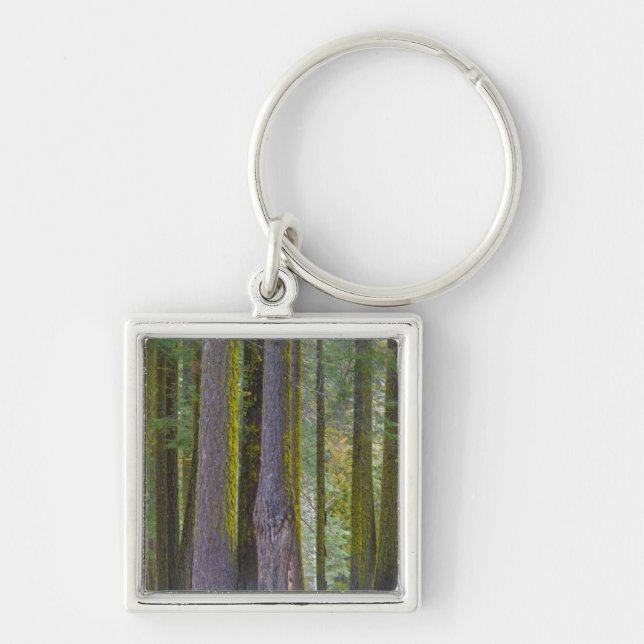 USA, California. Moss Covered Tree Trunks Keychain (Front)