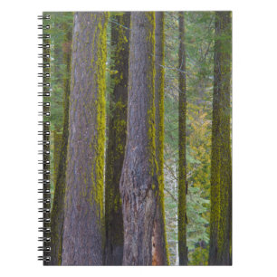 USA, California. Moss Covered Tree Trunks Notebook