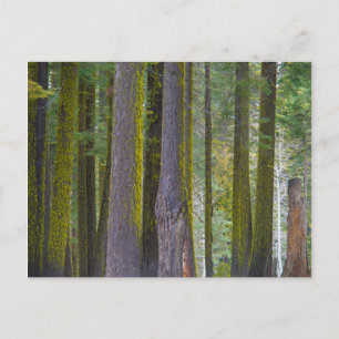 USA, California. Moss Covered Tree Trunks Postcard