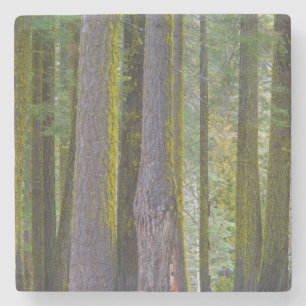 USA, California. Moss Covered Tree Trunks Stone Coaster