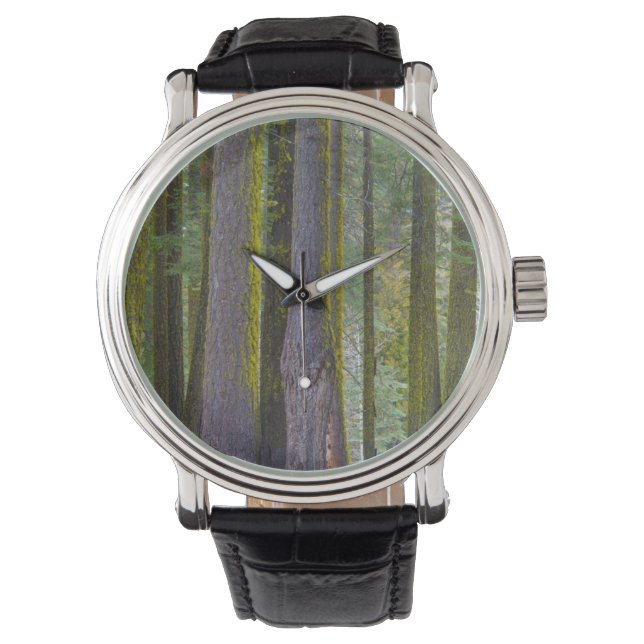 USA, California. Moss Covered Tree Trunks Watch (Front)