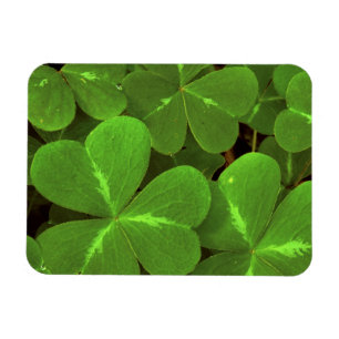 USA, California, Muir Woods. Close-up of clover Magnet