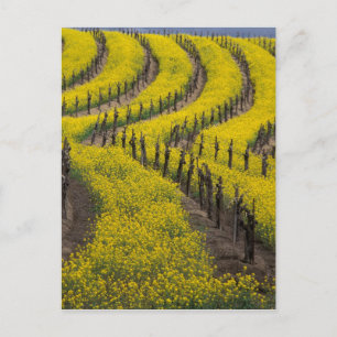 USA, California, Napa Valley, Los Carneros Ava. Postcard