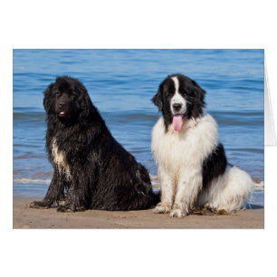 USA, California. Newfoundlands Sitting